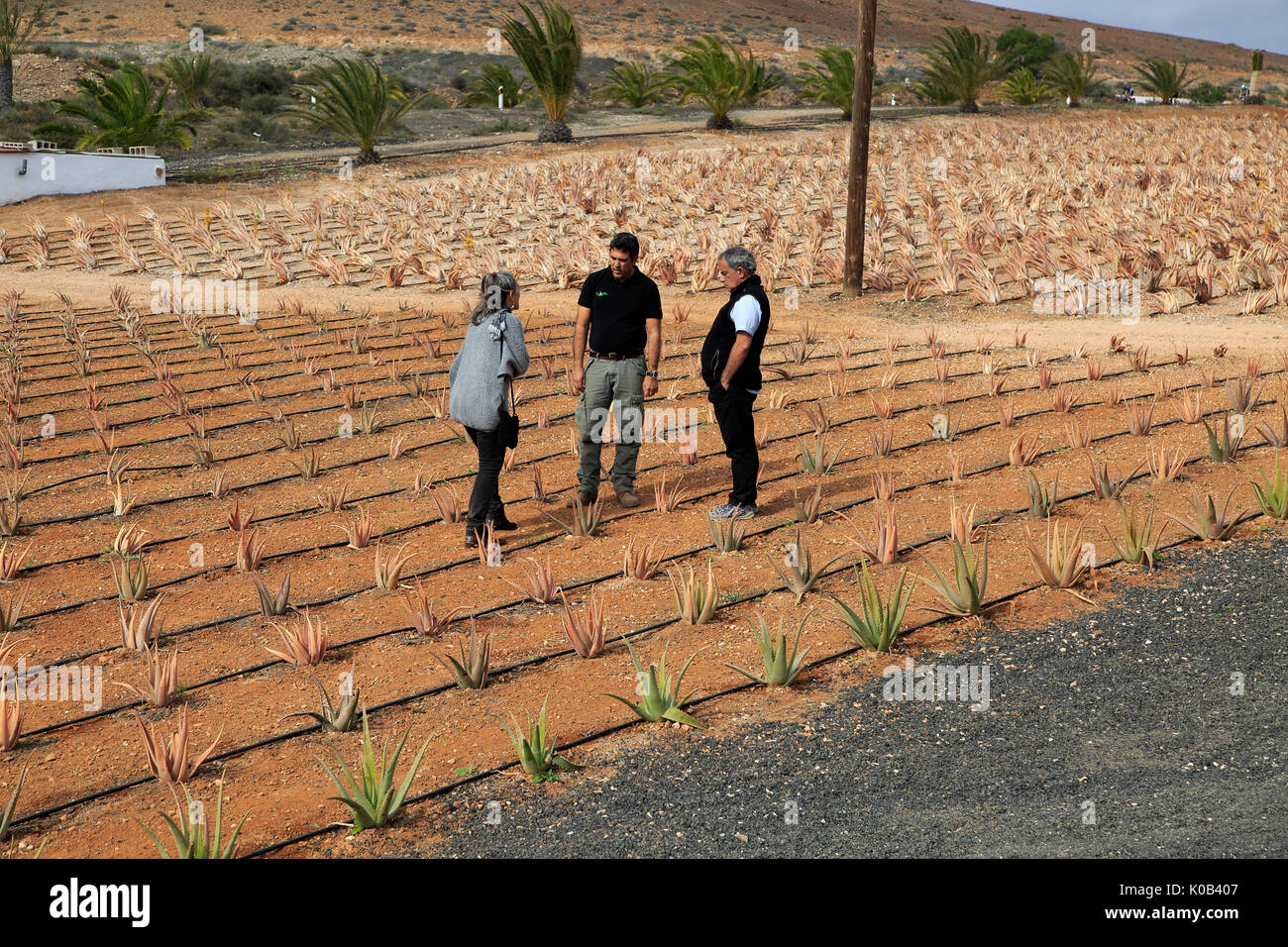 Aloe vera plants commercial cultivation, Tiscamanita, Fuerteventura, Canary  Islands, Spain Stock Photo - Alamy