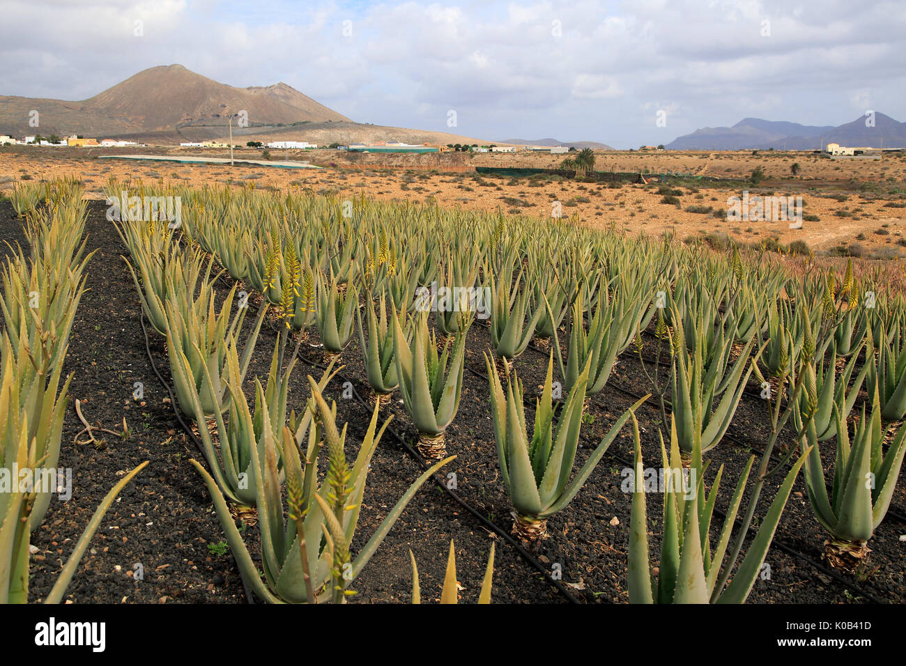 Aloe vera plants commercial cultivation, Tiscamanita, Fuerteventura, Canary  Islands, Spain Stock Photo - Alamy