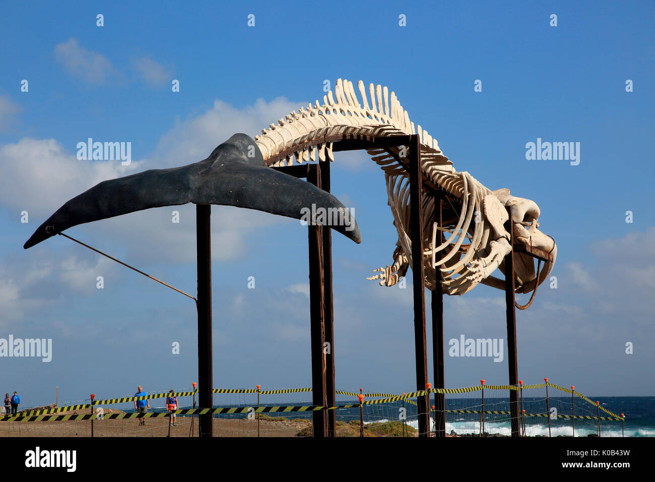 Sperm whale skeleton, Physeter macrocephalus, at Las Salinas del Carmen, Fuerteventura, Canary Islands, Spain Stock Photo
