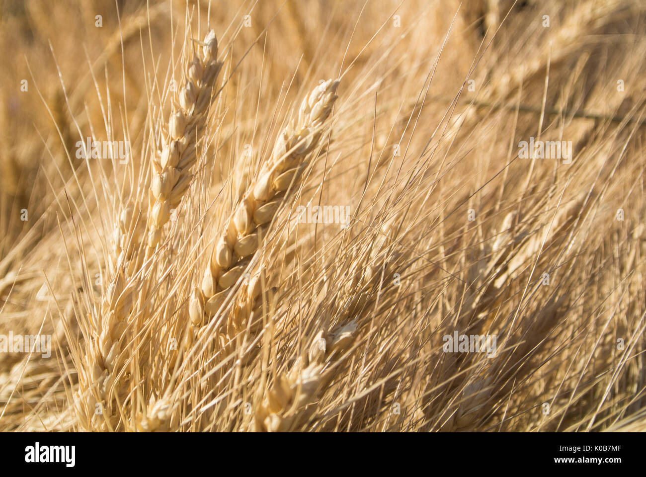 Background of close-up macro golden wheat ears, warm sunshine light above the field, Russia. Stock Photo