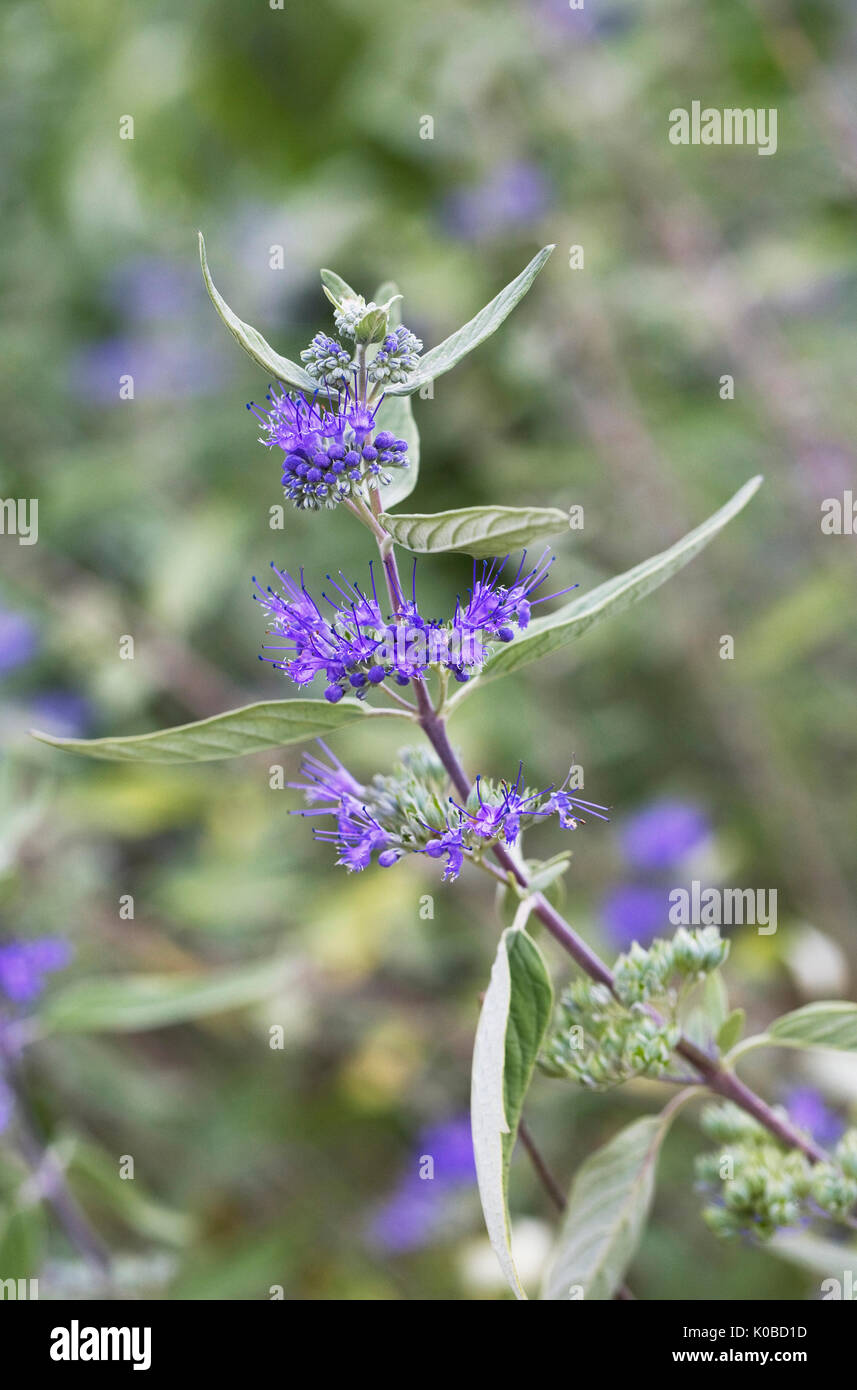 Caryopteris × clandonensis 'Heavenly Blue' flowers. Stock Photo