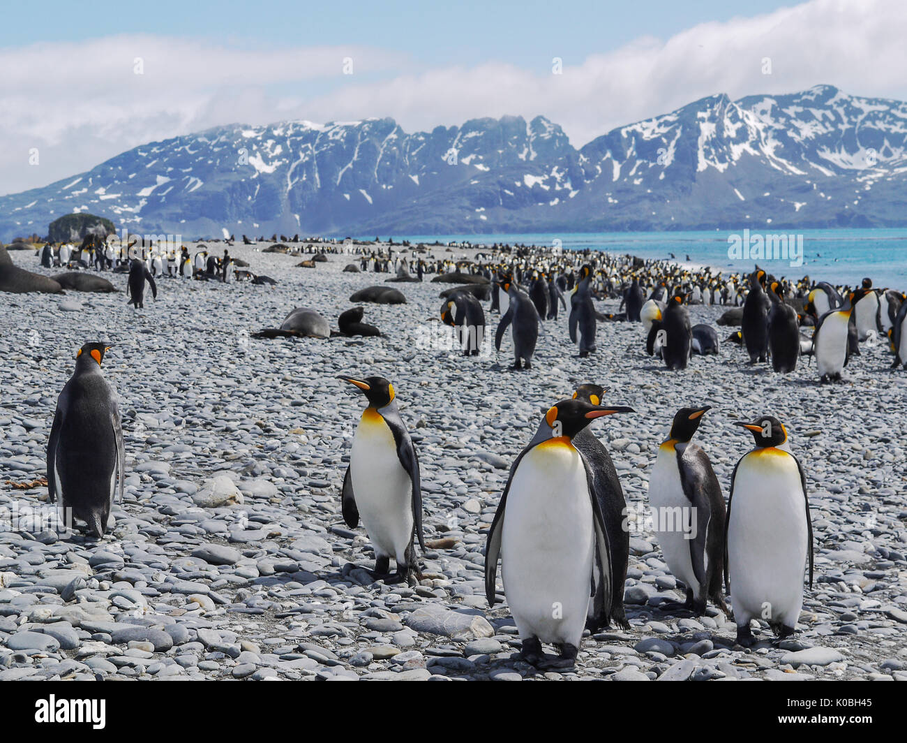 Large colony of king penguins and fur seals mixing together on rocky