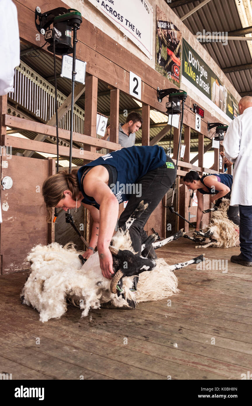 Female sheep shearing hires stock photography and images Alamy
