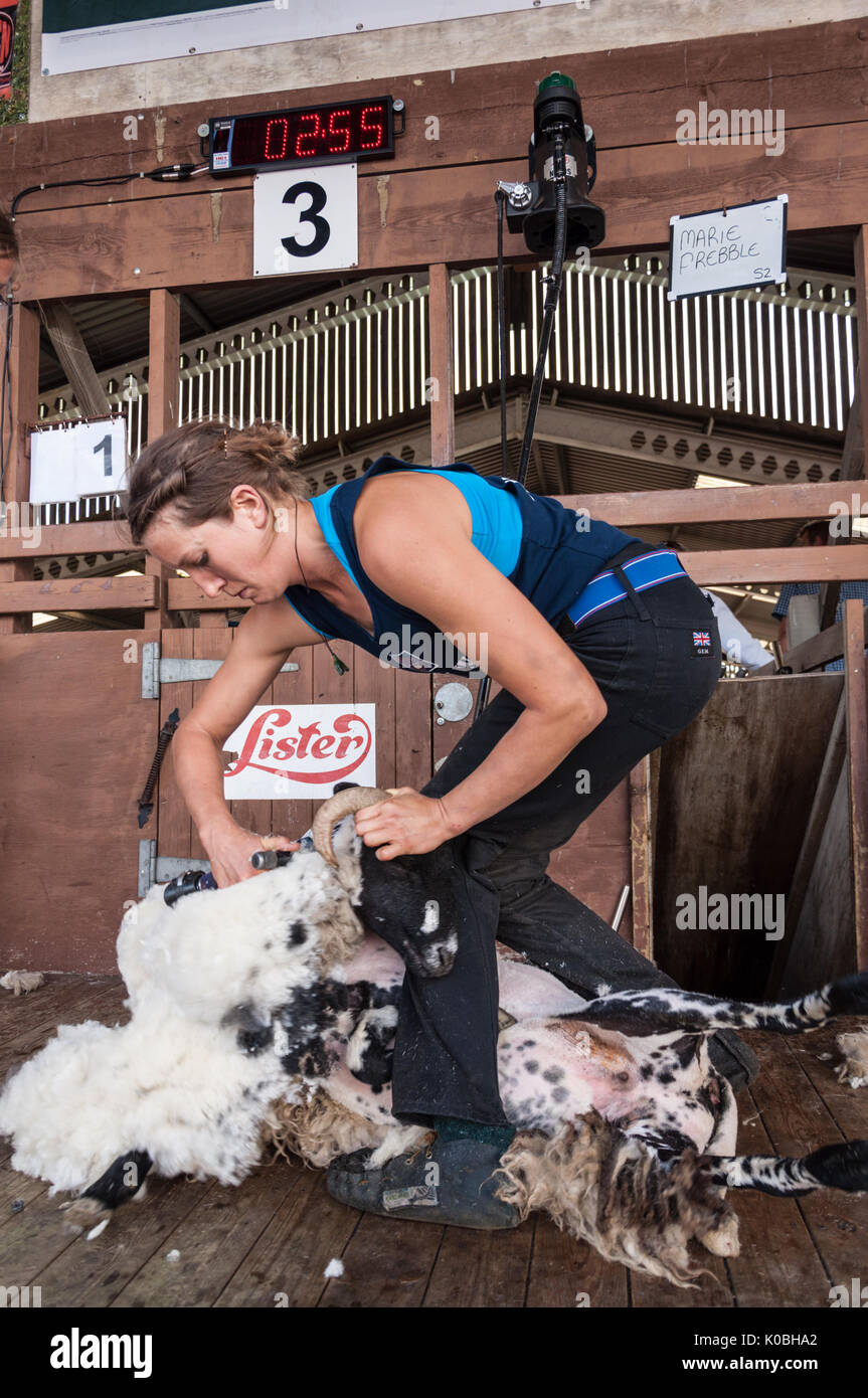 Woman Sheep Shearing High Resolution Stock Photography and Images Alamy