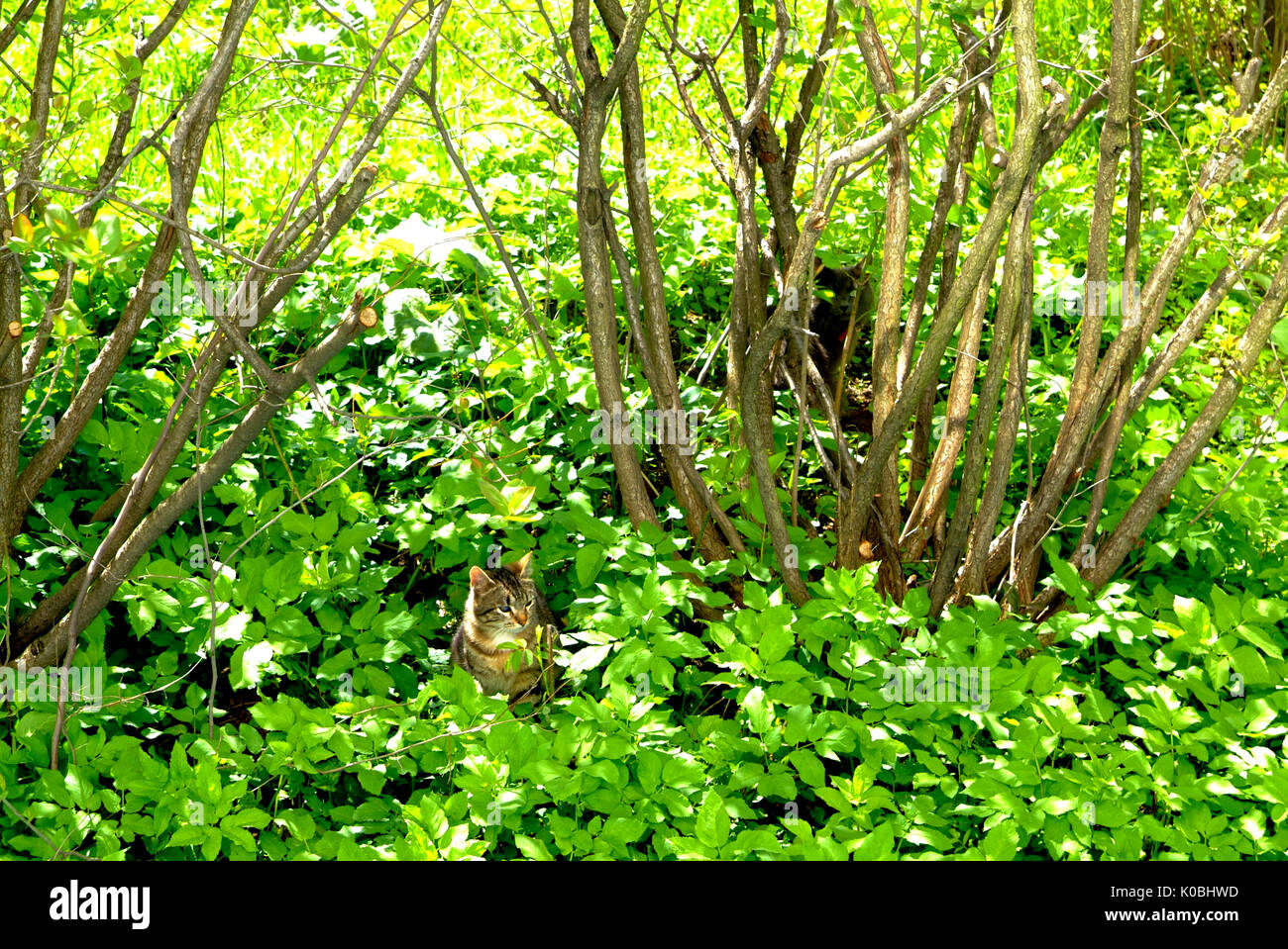 the cat near the bushes in the grass, Moscow Stock Photo