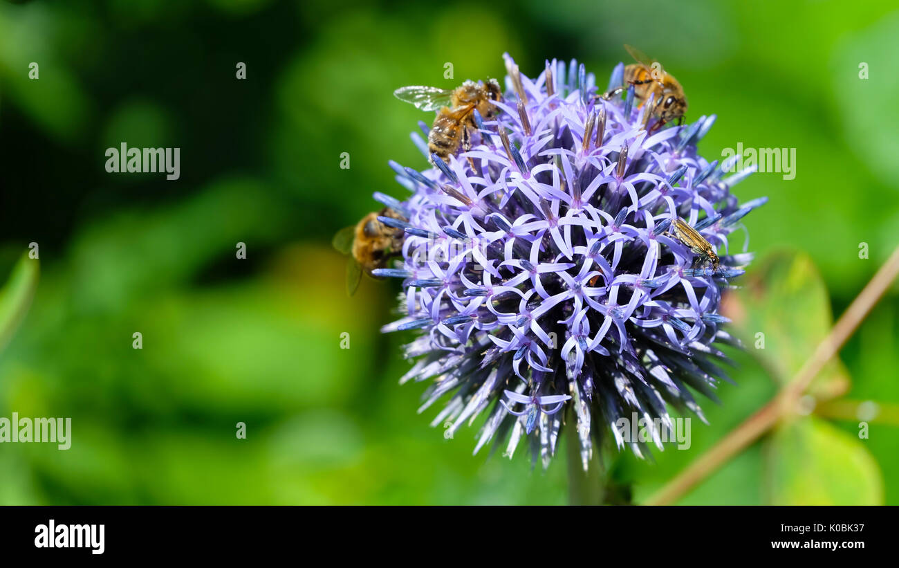 Purple flower with five petals hi-res stock photography and images - Alamy