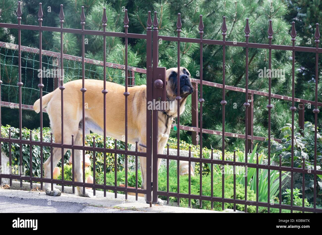 Guard dog fence 2025