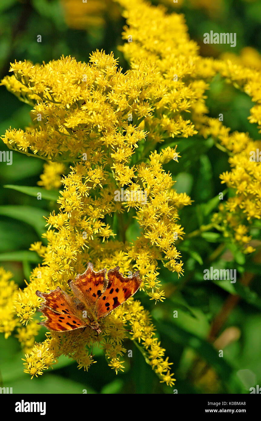 Comma butterfly (Polygonia c-album) feeding on Golden rod flowers Stock Photo
