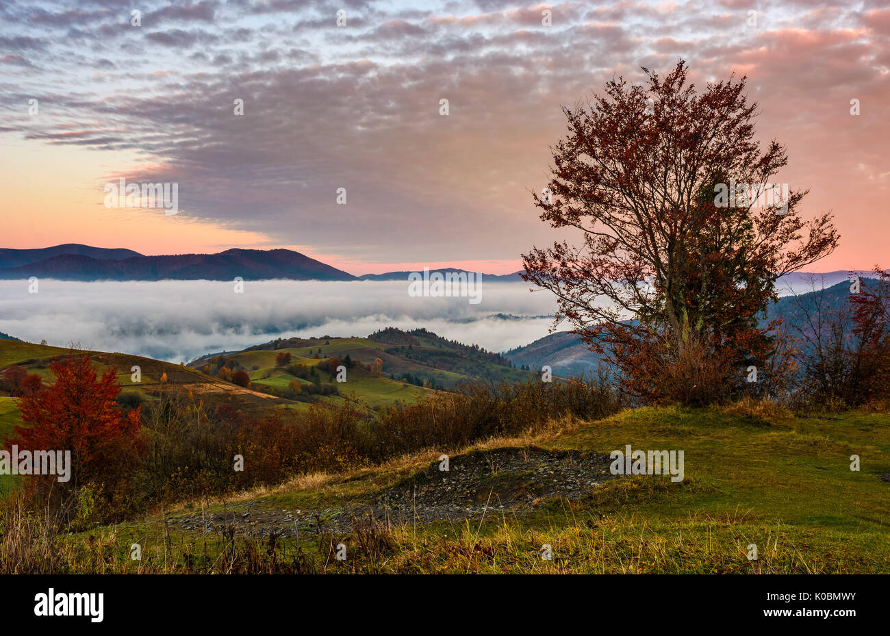 tree on a hump above the ridge and fog at sunrise. exquisite autumnal scenery in mountainous countryside landscape Stock Photo