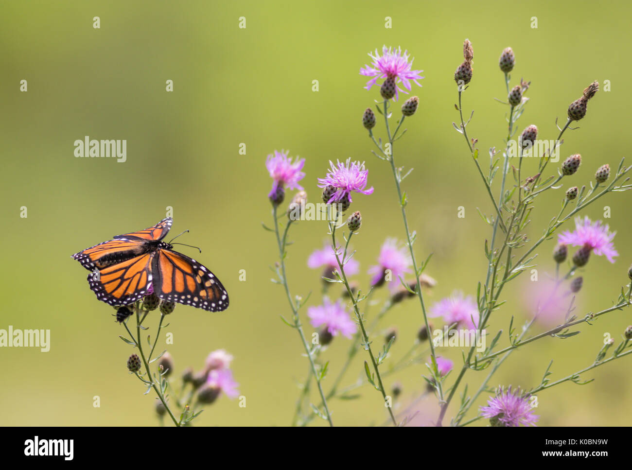 Monarch Butterfly (Danaus Plexippus) feeds on small purple knapweed flowers in the meadow Stock Photo