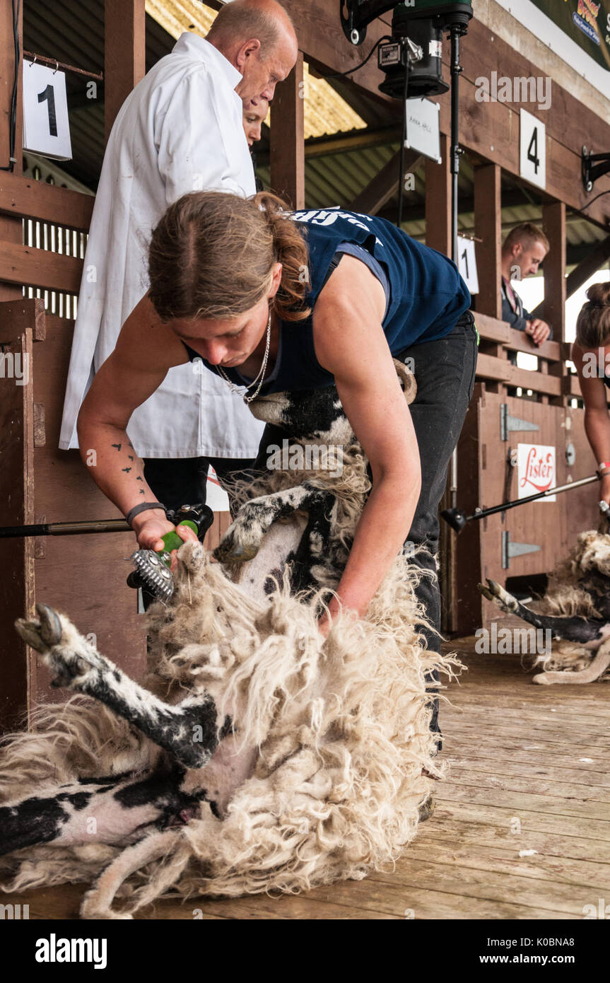 Woman Sheep Shearing High Resolution Stock Photography and Images Alamy
