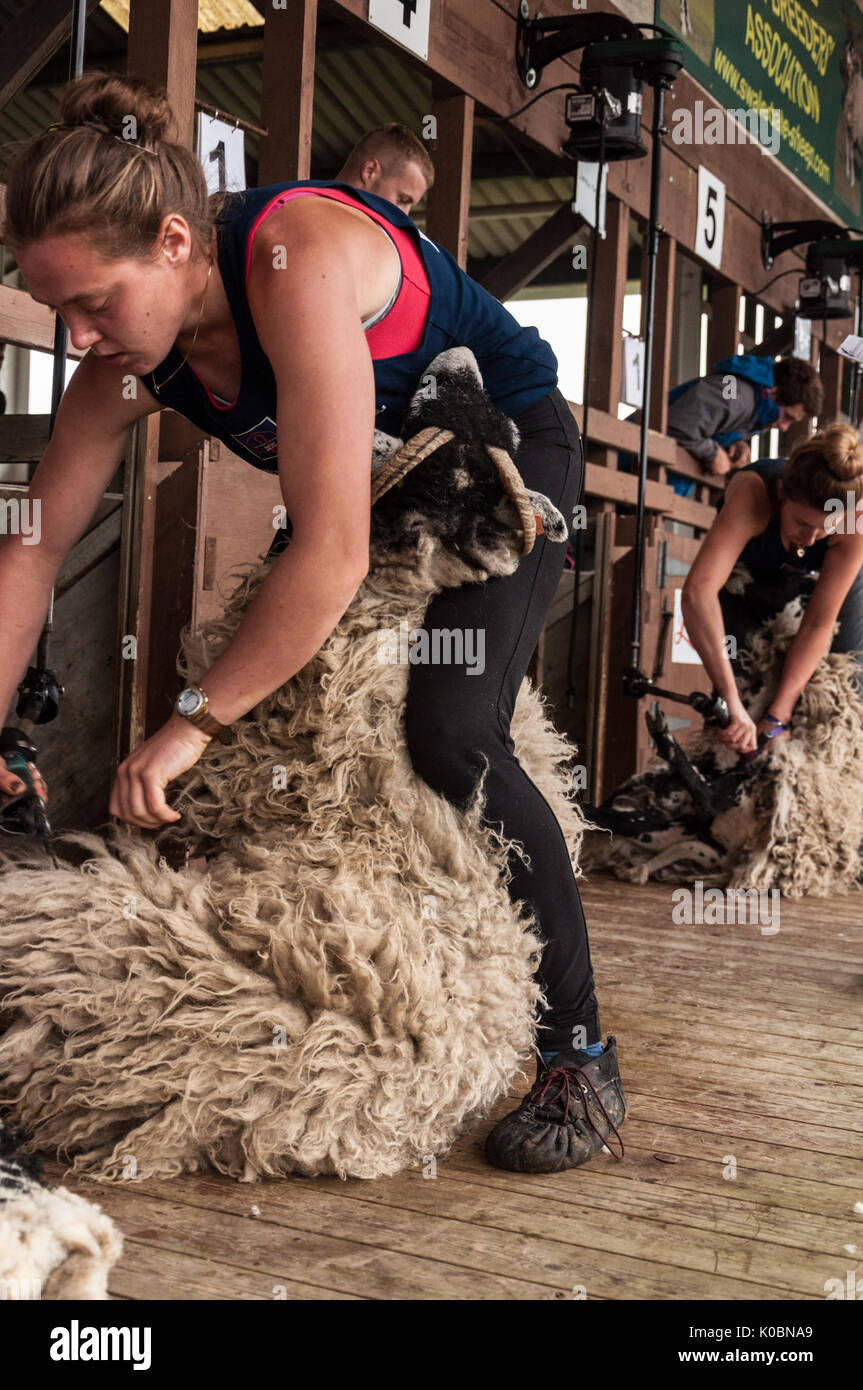 Woman Sheep Shearing High Resolution Stock Photography and Images Alamy