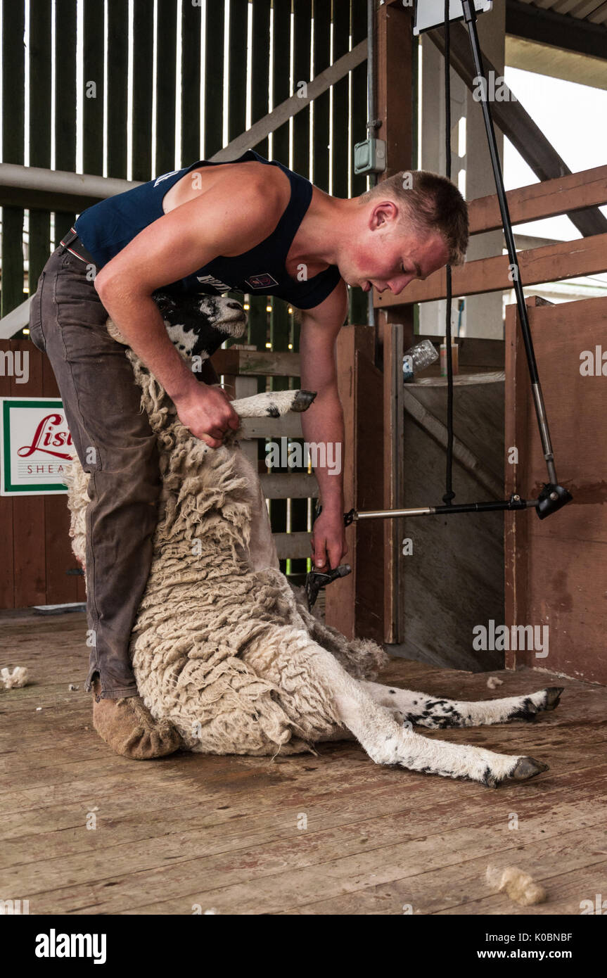 Left handed sheep shearer Stock Photo Alamy