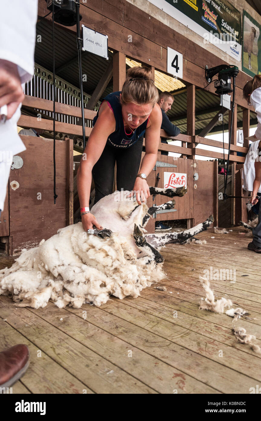Woman Sheep Shearing High Resolution Stock Photography and Images Alamy