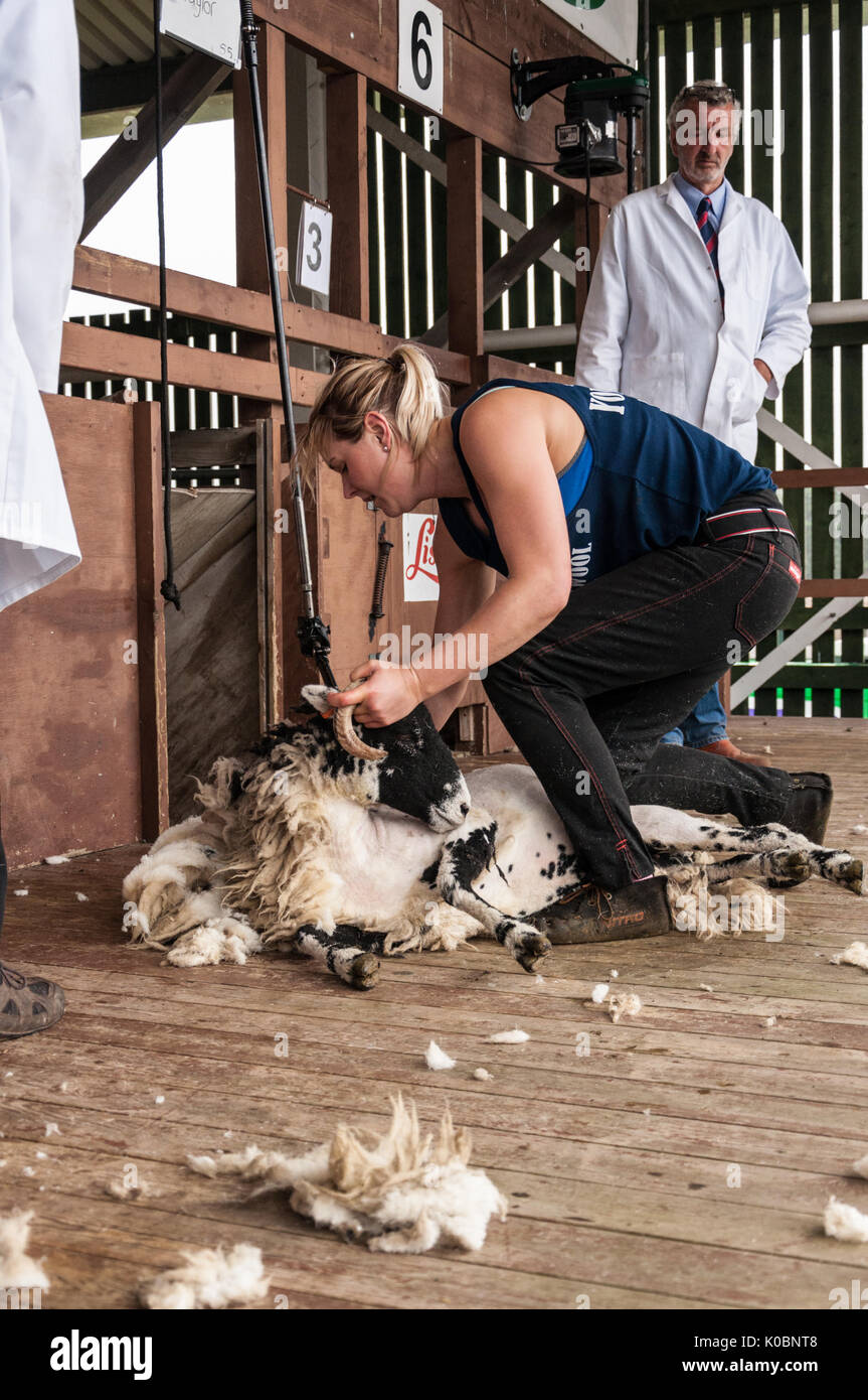 Ladies sheep shearing at the Great Yorkshire Show 2017 Stock Photo Alamy