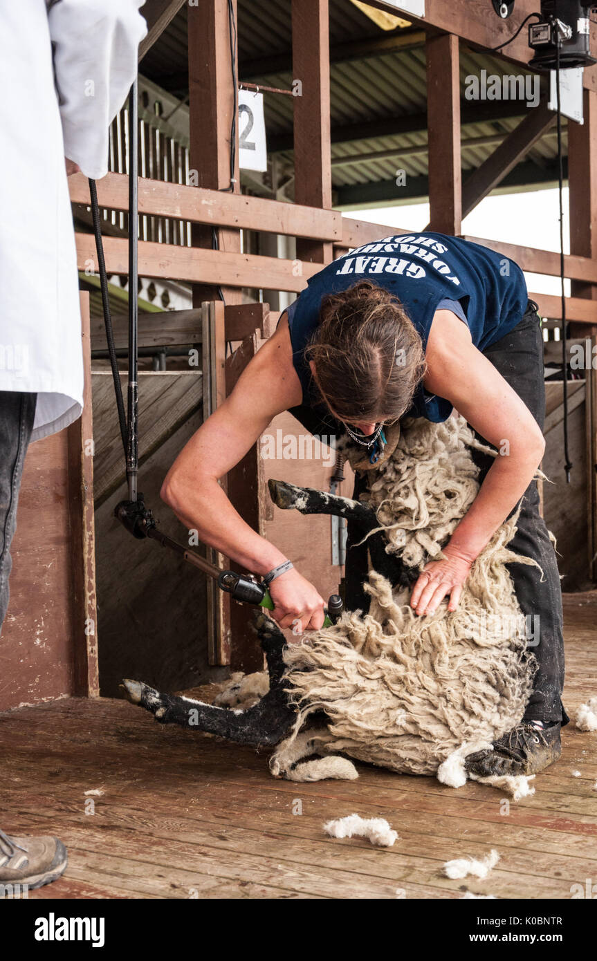 Woman Sheep Shearing High Resolution Stock Photography and Images Alamy