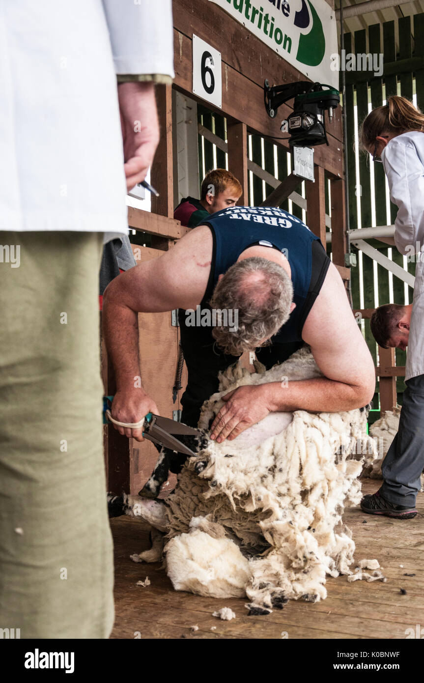 Hand shearing sheep at the Great Yorkshire Show UK Stock Photo Alamy