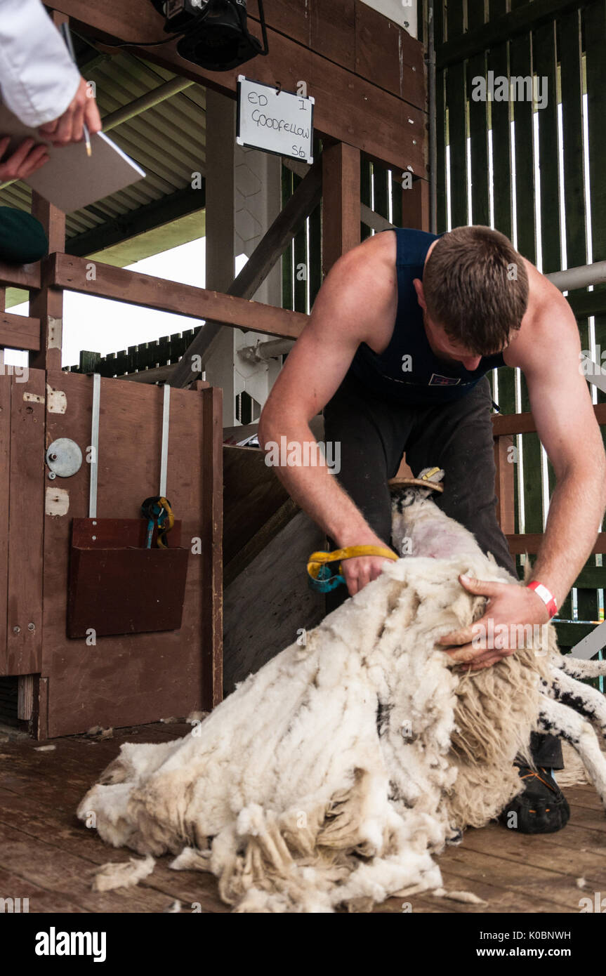 Hand shearing sheep at the Great Yorkshire Show UK Stock Photo Alamy