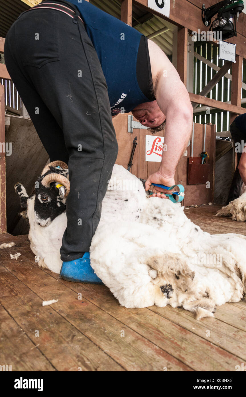 Shearing Sheep At The Great Yorkshire Show High Resolution Stock 