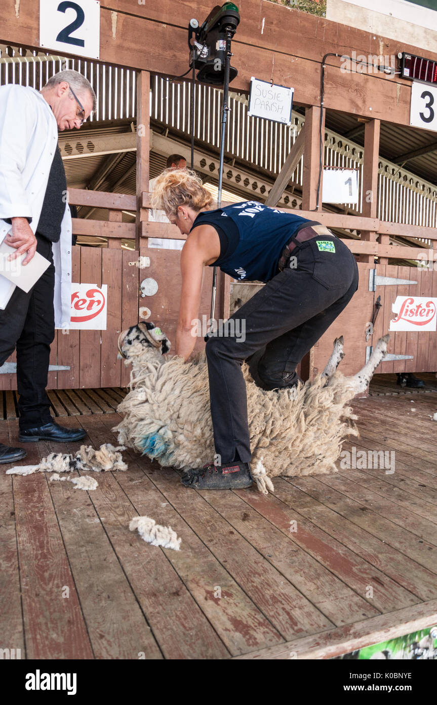 Woman Sheep Shearing High Resolution Stock Photography and Images Alamy