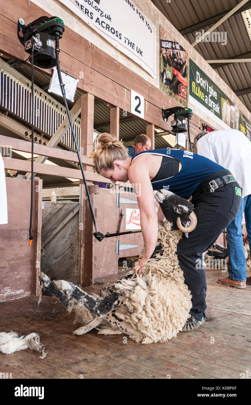 Female Sheep Shearing Stock Photos & Female Sheep Shearing Stock Images