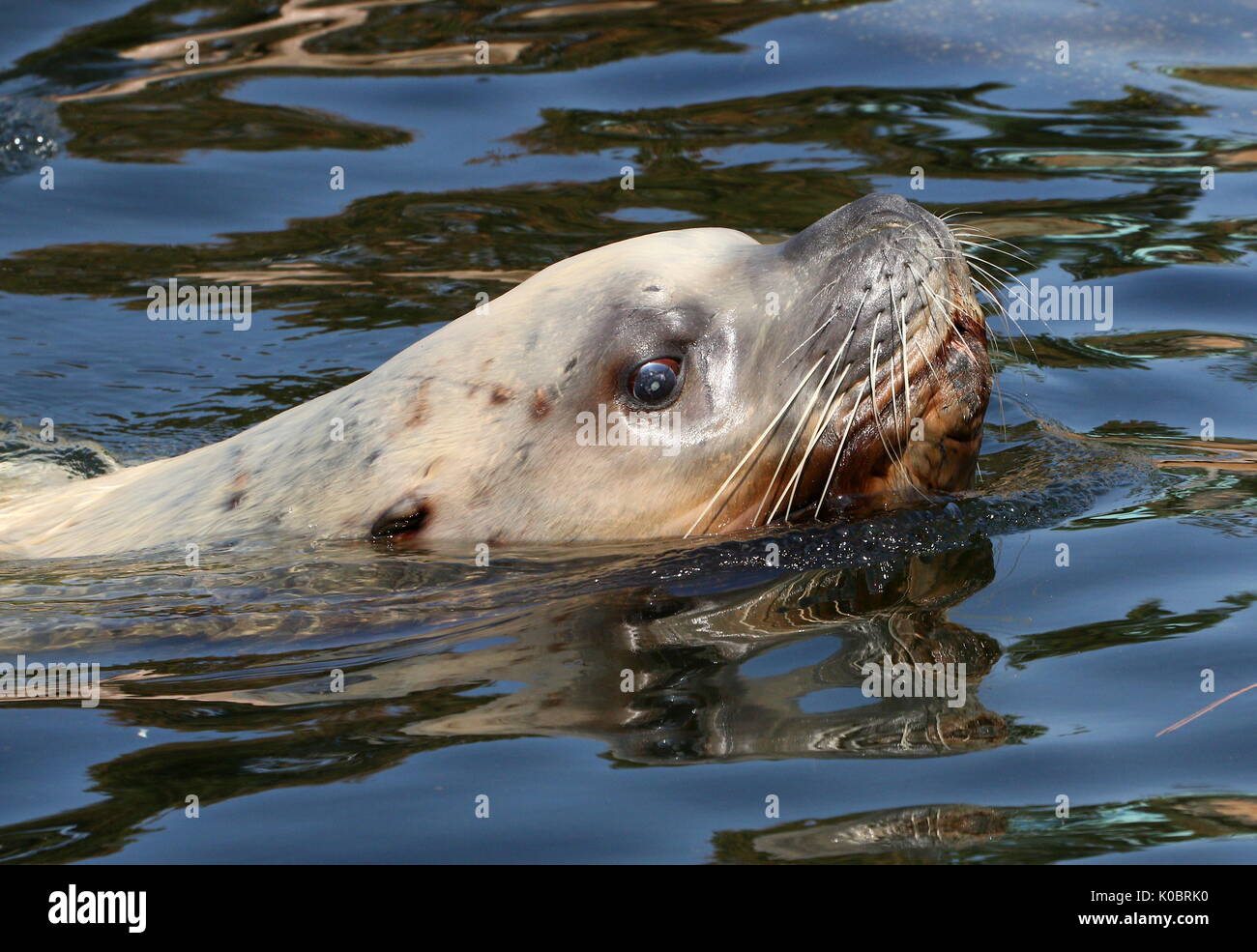 Male Steller's sea lion or Northern sea lion (Eumetopias jubatus), found in the northern Pacific Ocean. Stock Photo