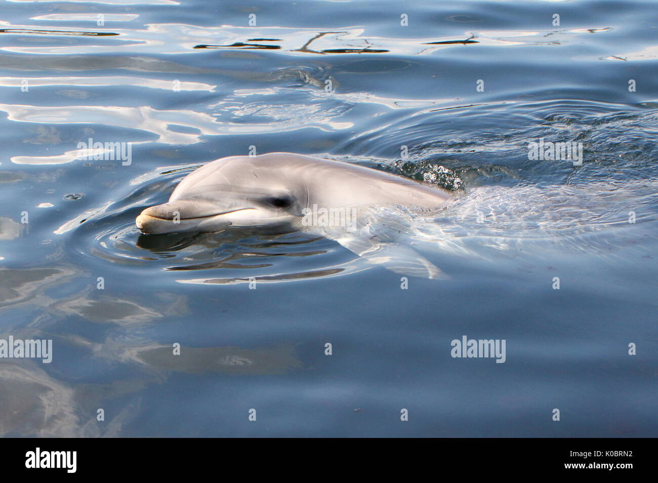 Atlantic Bottle-nose dolphin (Tursiops truncatus) surfacing, close up of the head. Stock Photo