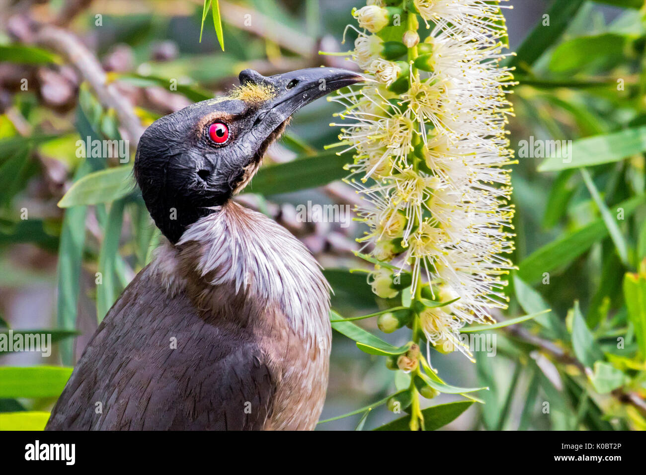 Noisy friarbird feeding on nectar Stock Photo