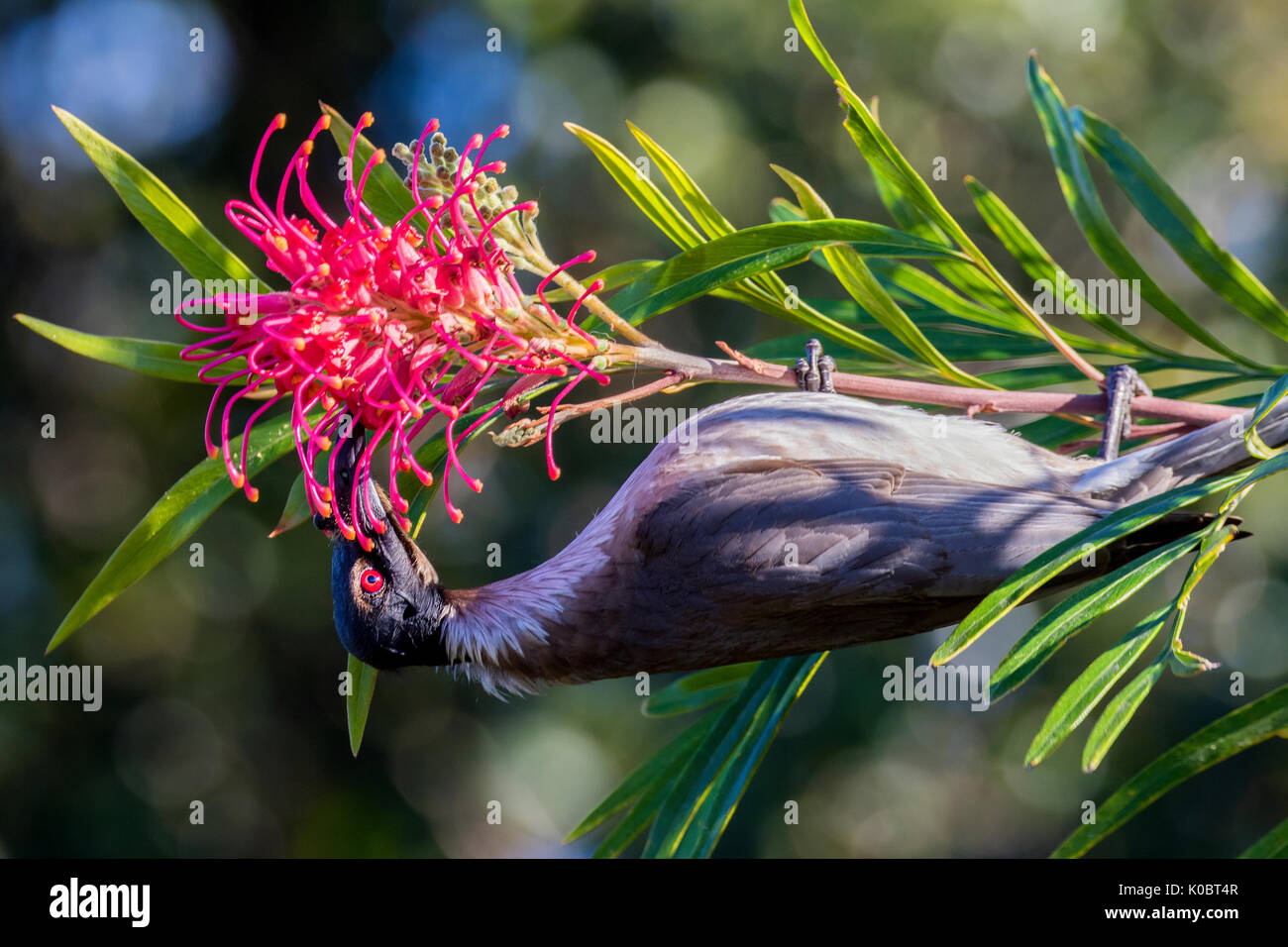 Noisy friarbird feeding on nectar Stock Photo