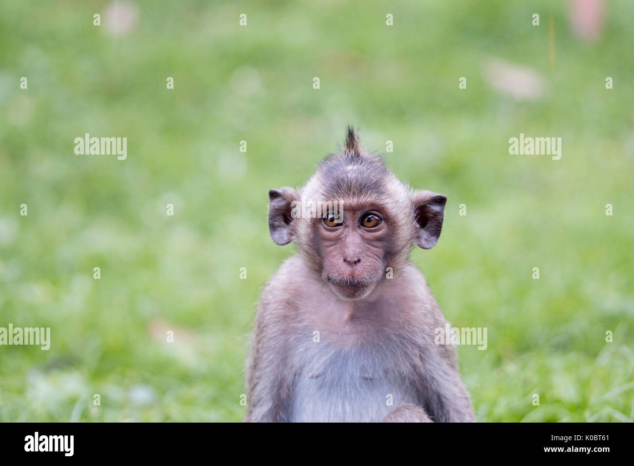 Mammal squint hi-res stock photography and images - Page 2 - Alamy