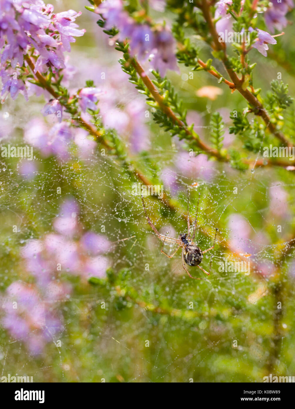 Close up macro view of spider (Araneae) outdoors constructing spider web covering purple heather (Calluna vulgaris) or common heather  Model Release: No.  Property Release: No. Stock Photo