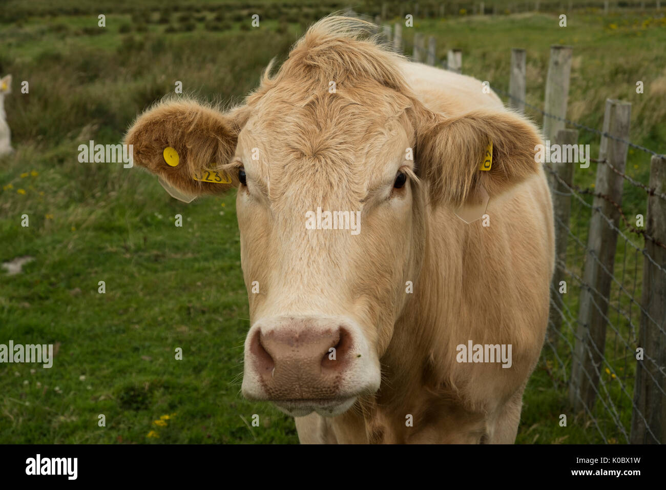 Double tags cows in field Stock Photo