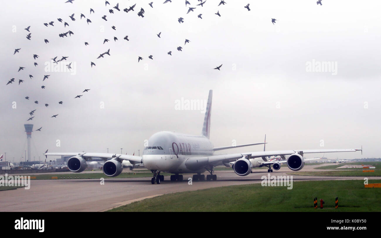 Birds fly in front of a Qatar airlines plane waiting to take off at