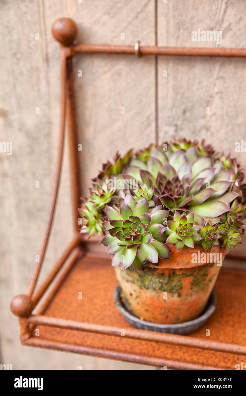 Decorative rusty pot with succulent plant Stock Photo - Alamy