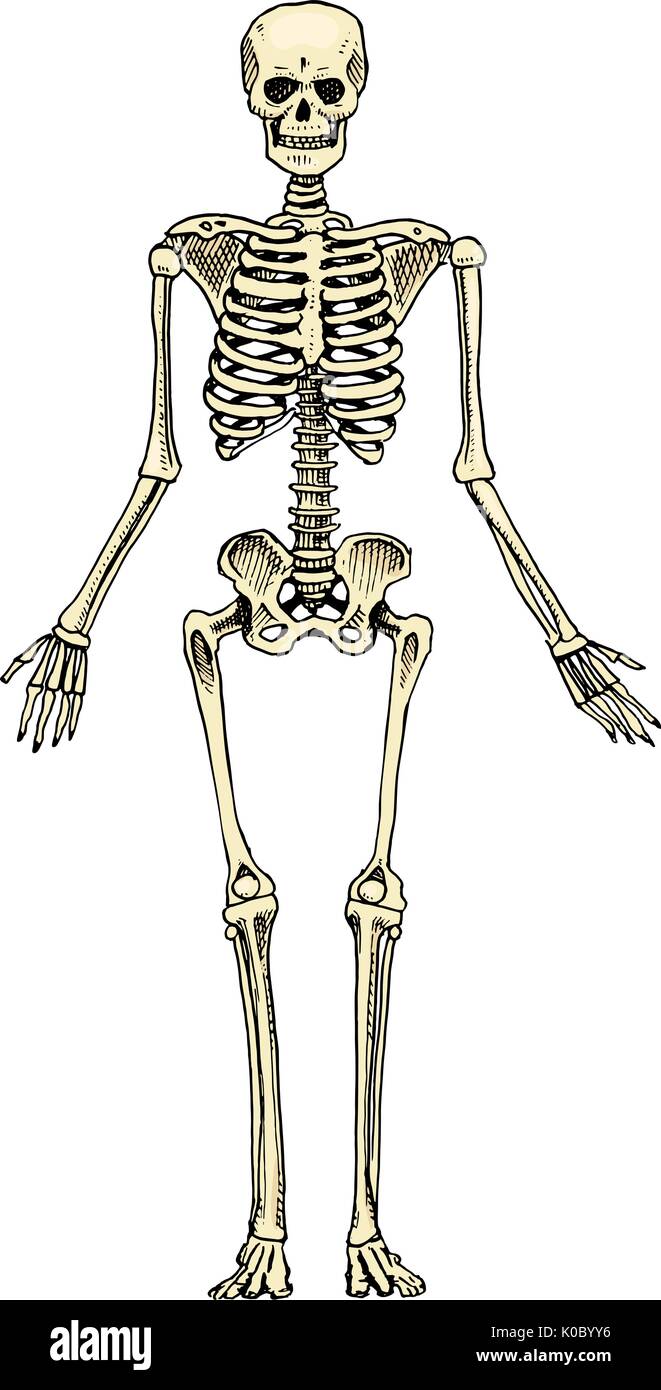 Drawing skeletons : 159 787 images, photos de stock, objets 3D et images  vectorielles