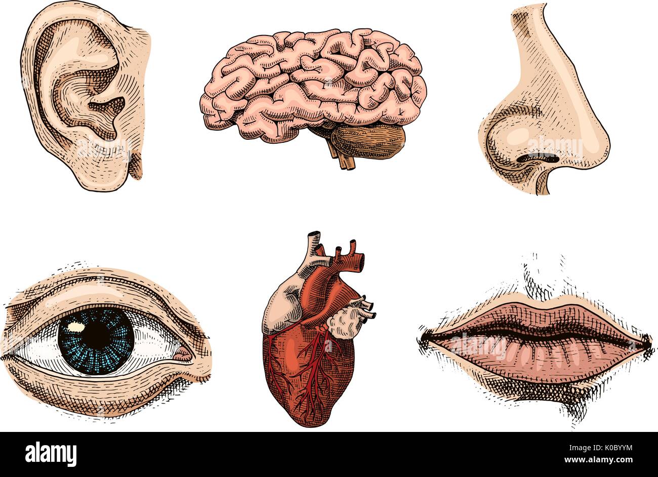 Human biology, organs anatomy illustration. engraved hand drawn in old sketch and vintage style. face detailed kiss or lips and ear, eye or view, look with nose. Stock Vector