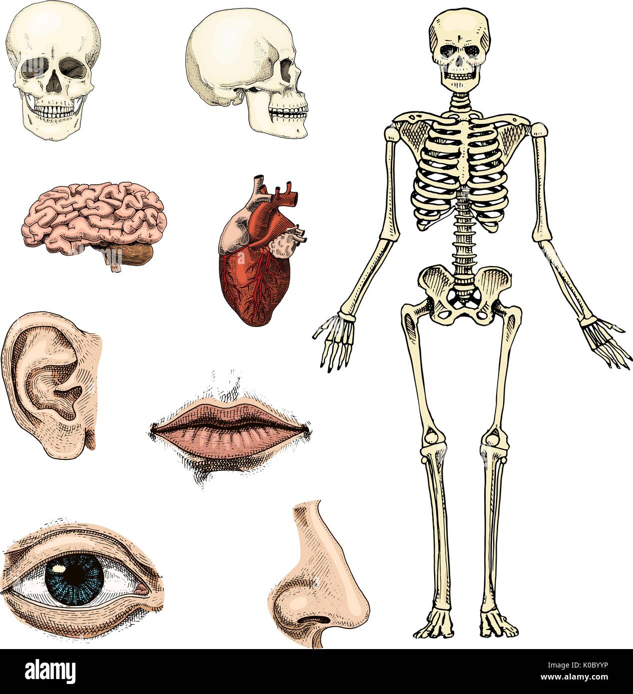 Skeleton Has Brain Handsbrain Skeletonmodel Skeleton Stock Photo