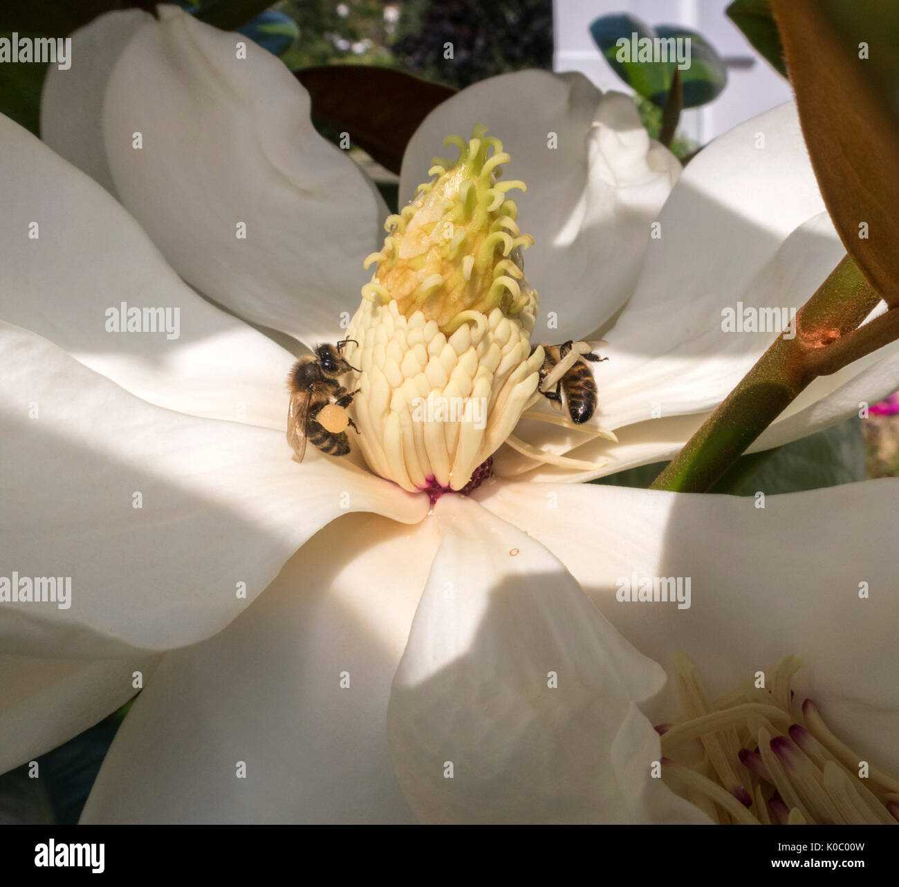 Wasps on the flowers of magnolia grandiflora ferruginea, the southern