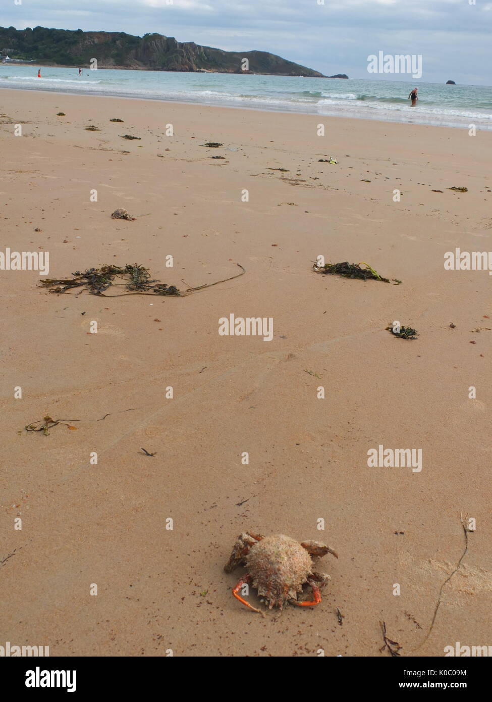 Crab and seaweed washed up on St Brelade's Bay, Jersey, Channel Islands
