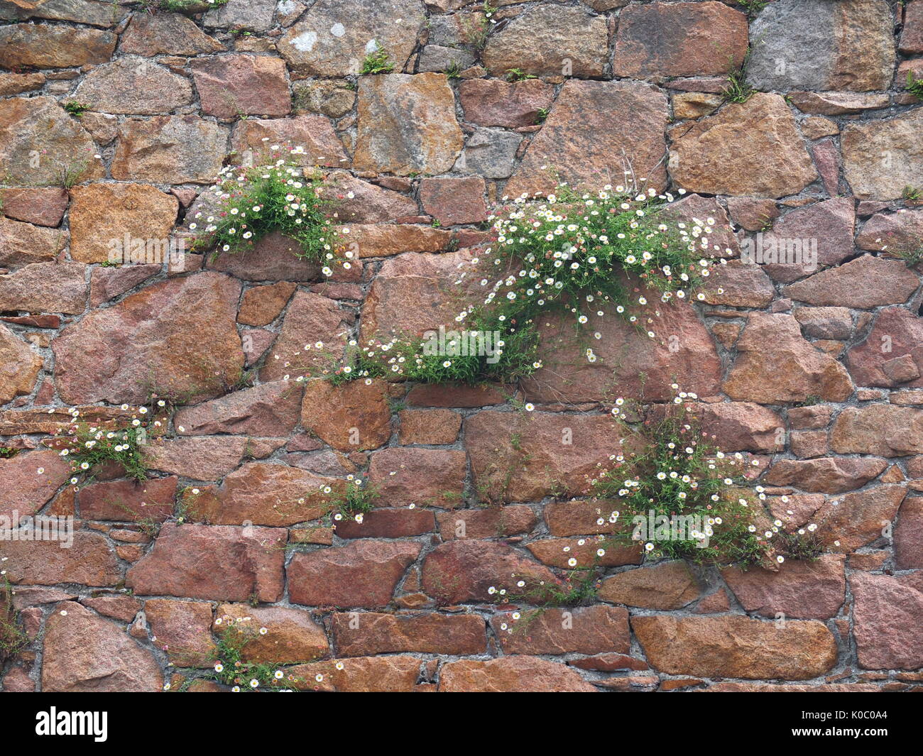 Clumps of Mexican Fleabane (Erigeron Karvinskianus) growing out of a granite wall on the island of Jersey Stock Photo