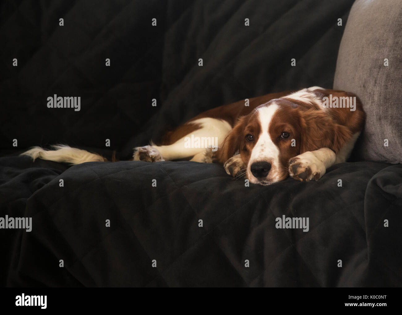 Four months old Welsh Springer Spaniel puppy lying on sofa Stock Photo