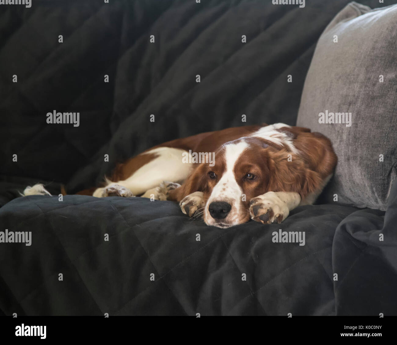 Four months old Welsh Springer Spaniel puppy lying on sofa Stock Photo