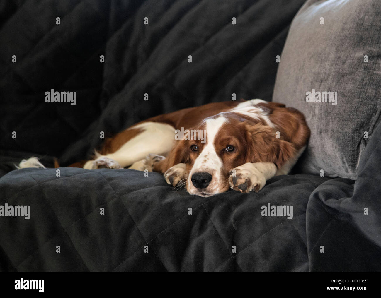 Four months old Welsh Springer Spaniel puppy lying on sofa Stock Photo