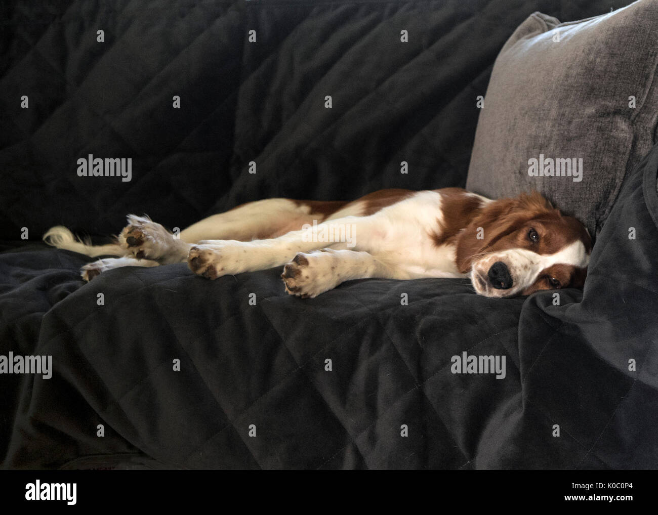 Four months old Welsh Springer Spaniel puppy lying on sofa Stock Photo