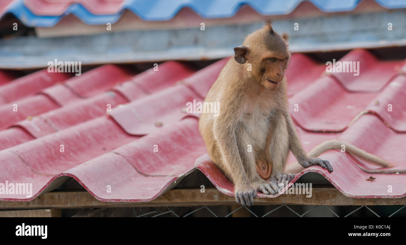 Monkey House Stock Photos & Monkey House Stock Images Alamy