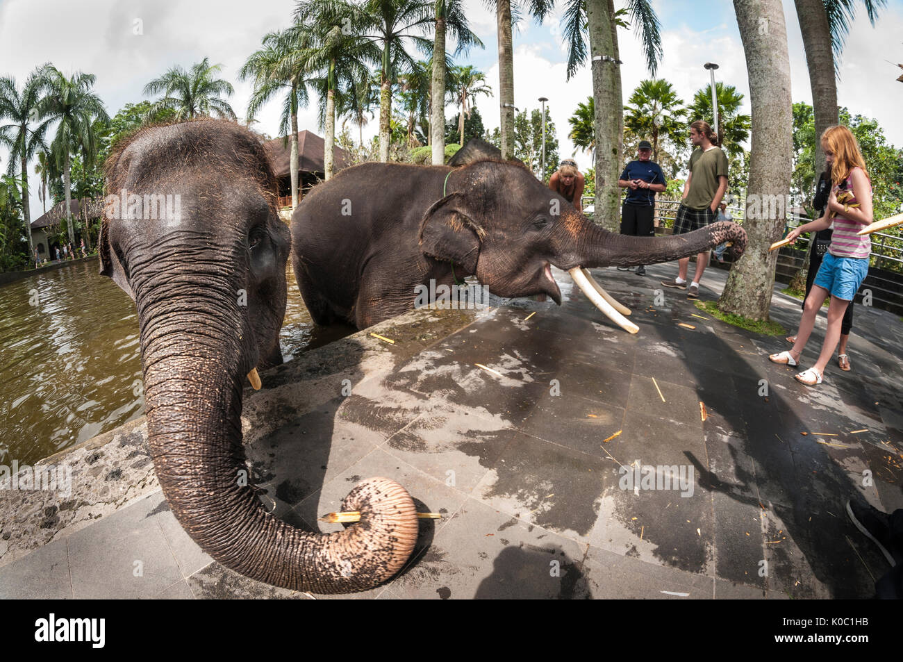 Tourists feeding rescued Sumatran elephants at the Elephant Safari Park