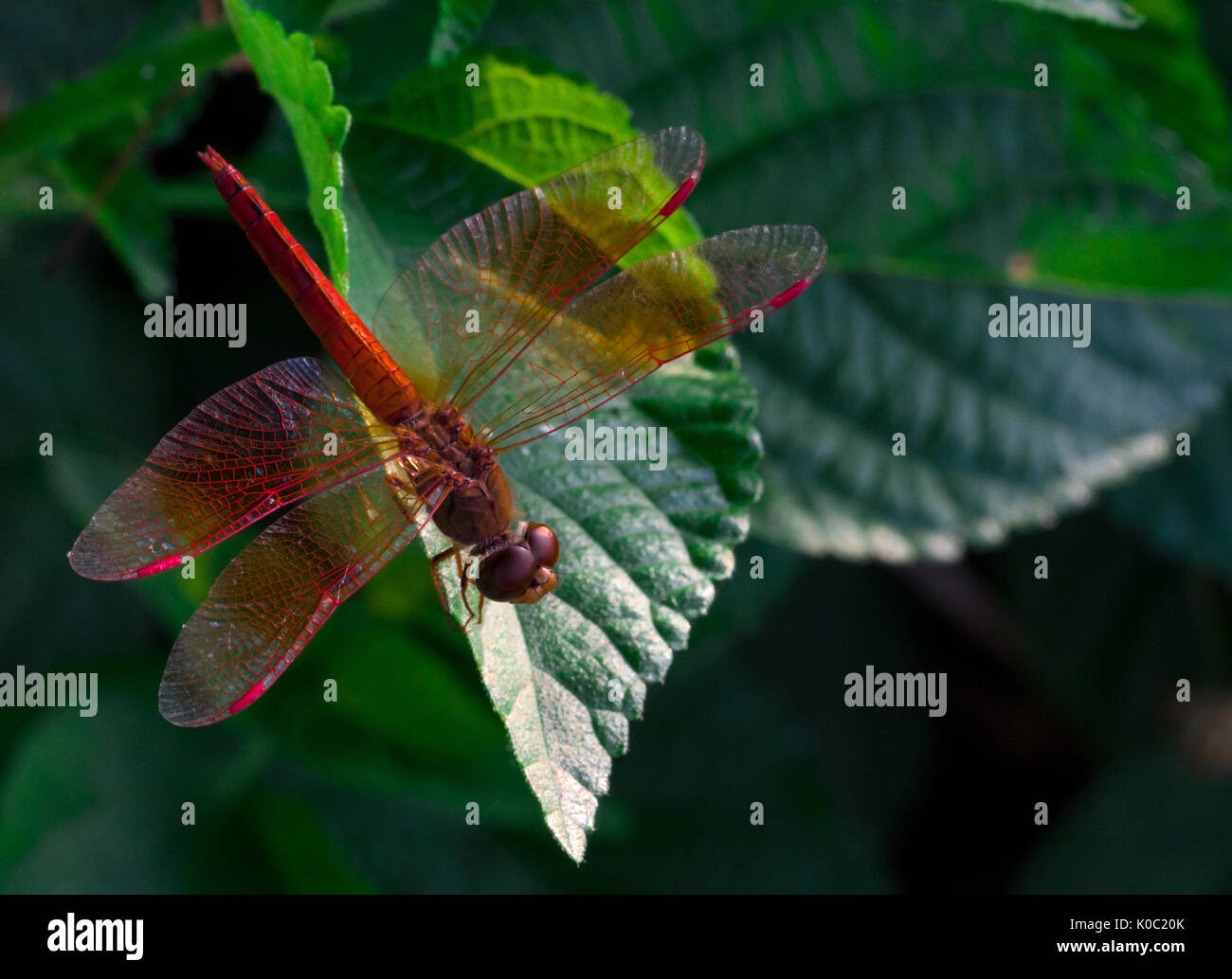Red dragonfly show wings detail on a green leaf as natural background ...