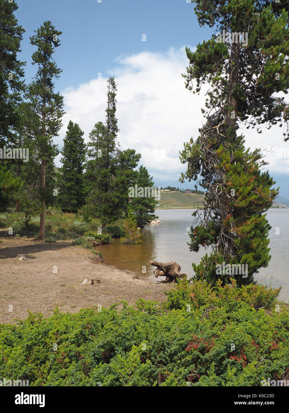 A small clearing by the Granby Lake in Colorado.  There is a dead tree stump and evergreen trees.  The sky overhead is bright blue with white puffy cl Stock Photo