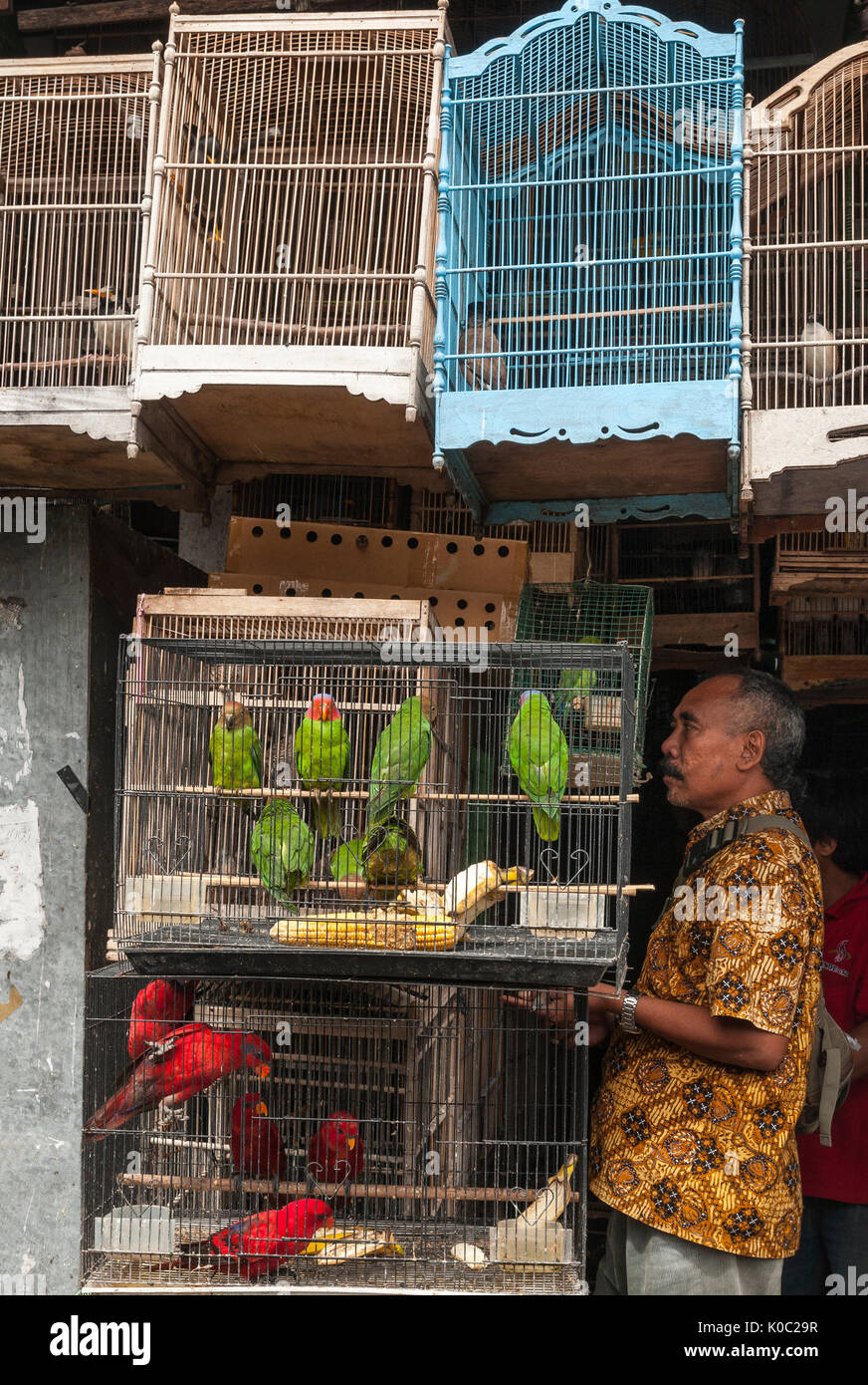 Wooden cages filled with birds at the bird and animal market in
