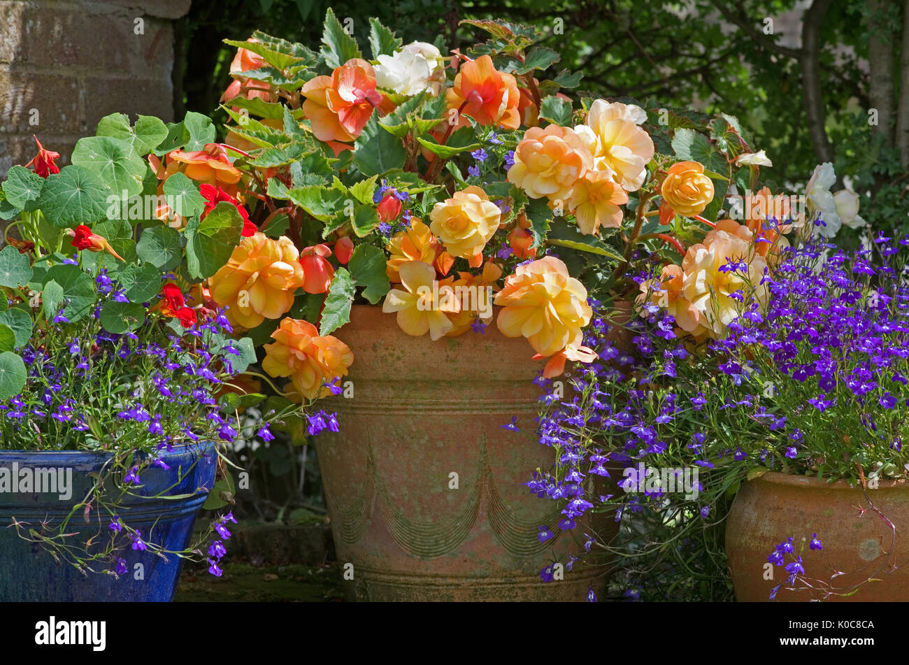 Summer flowers - informal arrangement of trailing begonias, lobelias and nasturtiums in weathered pots, in the corner of an English  garden Stock Photo